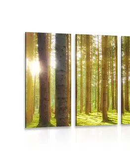 Obrazy prírody a krajiny 5-dielny obraz ráno v lese