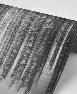 Samolepiace tapety Samolepiaca fototapeta čiernobiely les zahalený snehom