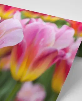 Tapety kvety Fototapeta lúka ružových tulipánov