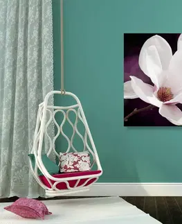 Obrazy kvetov Obraz kvet magnólie na abstraktnom pozadí