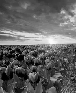 Čiernobiele obrazy Obraz východ slnka nad lúkou s tulipánmi v čiernobielom prevedení