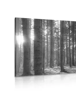 Čiernobiele obrazy Obraz ráno v lese v čiernobielom prevedení