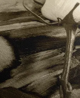 Čiernobiele obrazy Obraz ruža v sépiovom prevedení