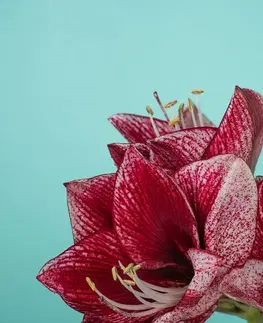 Tapety kvety Fotatapeta exotický amarylis na tyrkysovom pozadí