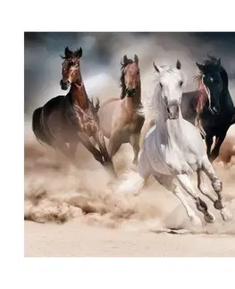 Obrazy Signal Obraz HORSES 120x80 cm
