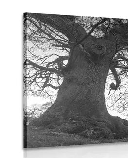 Čiernobiele obrazy Obraz symbióza stromov v čiernobielom prevedení