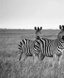 Samolepiace tapety Samolepiaca fototapeta tri čiernobiele zebry v savane