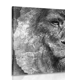 Čiernobiele obrazy Obraz tvár leva v čiernobielom prevedení