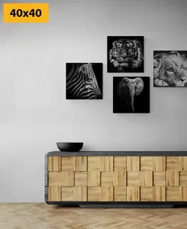 Zostavy obrazov Set obrazov divoké zvieratá v čiernobielom prevedení