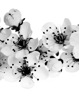 Čiernobiele obrazy Obraz čerešňové kvety v čiernobielom prevedení