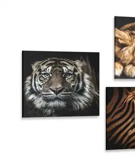 Zostavy obrazov Set obrazov divoké zvieratá