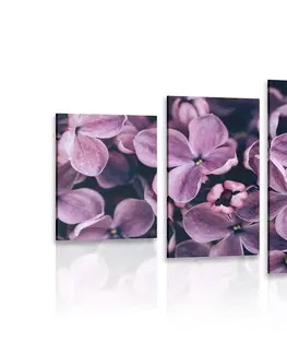 Obrazy kvetov 5-dielny obraz fialové kvety orgovánu