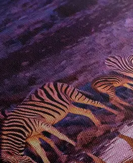 Obrazy zvierat Obraz zebry v safari