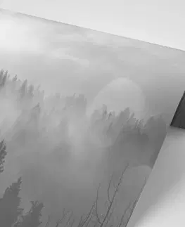 Čiernobiele tapety Fototapeta čiernobiela hmla nad lesom