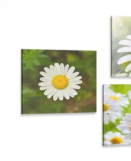 Zostavy obrazov Set obrazov čarovné kvety