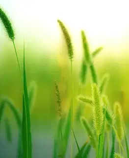 Obrazy prírody a krajiny Obraz steblá trávy v zelenom prevedení