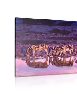 Obrazy zvierat Obraz zebry v safari