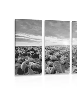 Čiernobiele obrazy 5-dielny obraz východ slnka nad lúkou s tulipánmi v čiernobielom prevedení