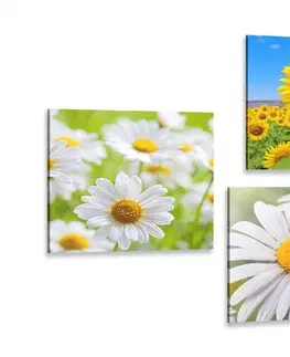 Zostavy obrazov Set obrazov nádherné kvety na lúke