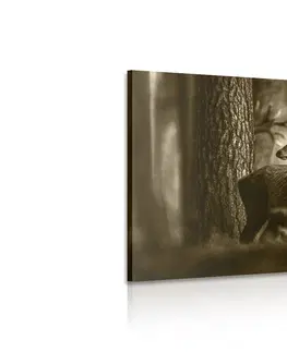 Čiernobiele obrazy Obraz jeleň v borovicovom lese v sépiovom prevedení