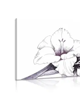 Obrazy kvetov Obraz ilustrácia kvitnúceho gladiolu