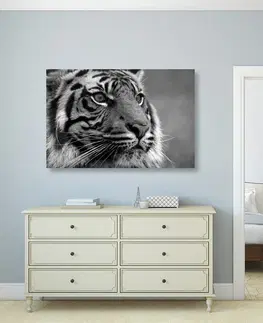Čiernobiele obrazy Obraz bengálsky tiger v čiernobielom prevedení