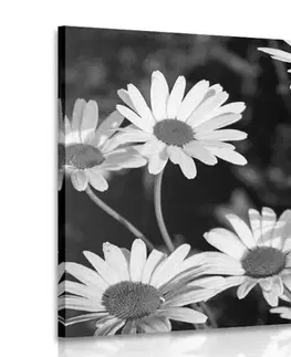 Čiernobiele obrazy Obraz sedmokrásky na záhrade v čiernobielom prevedení