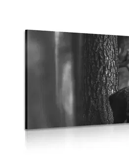 Čiernobiele obrazy Obraz jeleň v lese v čiernobielom prevedení