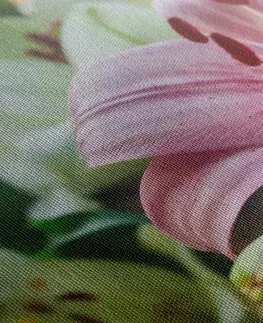 Obrazy kvetov Obraz ružová ľalia v rozkvete