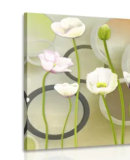 Obrazy kvetov Obraz biele maky na abstraktnom pozadí