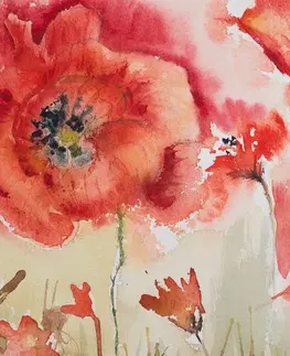 Obrazy kvetov Obraz červené maky na poli