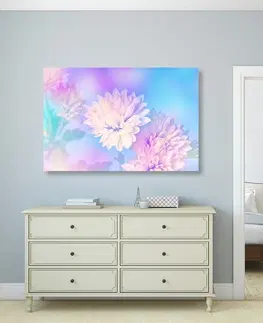 Obrazy kvetov Obraz kvet chryzantémy