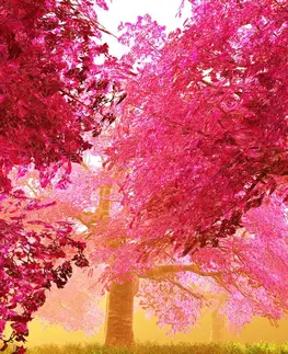 Obrazy prírody a krajiny Obraz kúzelné rozkvitnuté stromy čerešne