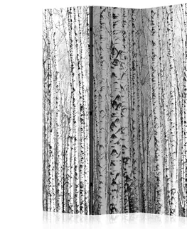 Paravány Paraván Birch forest Dekorhome 135x172 cm (3-dielny)