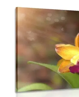 Obrazy kvetov Obraz oranžová orchidea