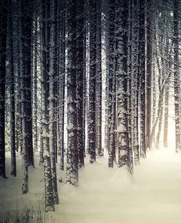 Tapety príroda Fototapeta les zahalený snehom