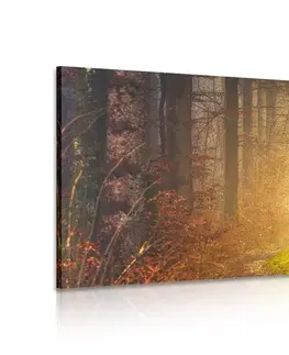 Obrazy prírody a krajiny Obraz svetlo v lese