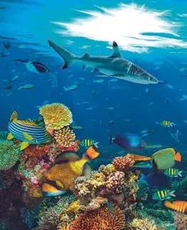 Tapety príroda Fototapeta podvodný svet