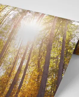 Samolepiace tapety Samolepiaca fototapeta les v jesenných farbách