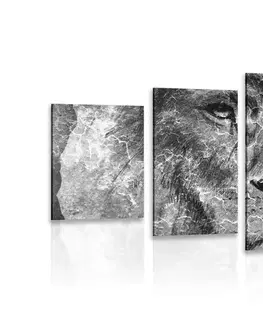 Čiernobiele obrazy 5-dielny obraz tvár leva v čiernobielom prevedení