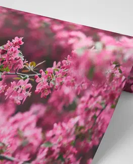 Samolepiace tapety Samolepiaca fototapeta detailné kvety čerešne
