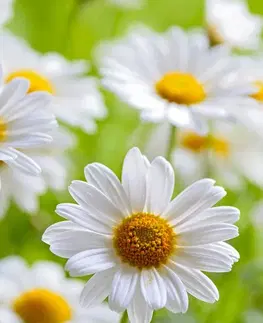 Obrazy kvetov Obraz jarná lúka plná kvetov