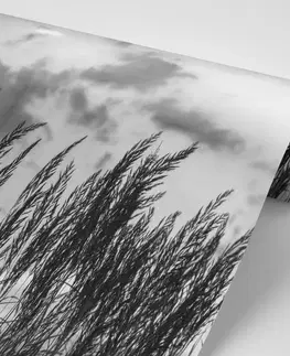 Čiernobiele tapety Fototapeta tráva v čiernobielom prevedení