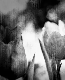 Čiernobiele tapety Tapeta čiernobiele tulipány v retro štýle