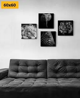 Zostavy obrazov Set obrazov divoké zvieratá v čiernobielom prevedení