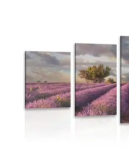 Obrazy prírody a krajiny 5-dielny obraz krajina levanduľových polí