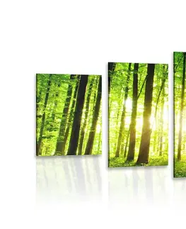 Obrazy prírody a krajiny 5-dielny obraz svieži zelený les