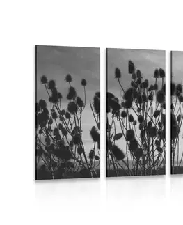 Čiernobiele obrazy 5-dielny obraz steblá trávy na poli v čiernobielom prevedení
