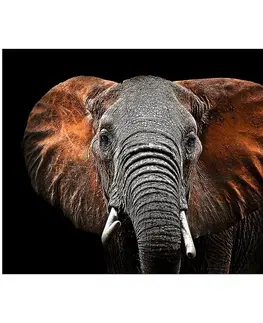 Dekorácie a bytové doplnky Obraz Glasspik Animals3 70X100 SG GL249 Red Elephant