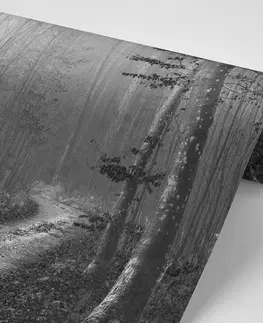 Čiernobiele tapety Fototapeta čiernobiela cestička do lesa